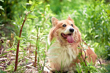 Dog, sweet, animal, dogs, cute, beautiful, puppys, puppy, pretty, animals, lovely HD wallpaper