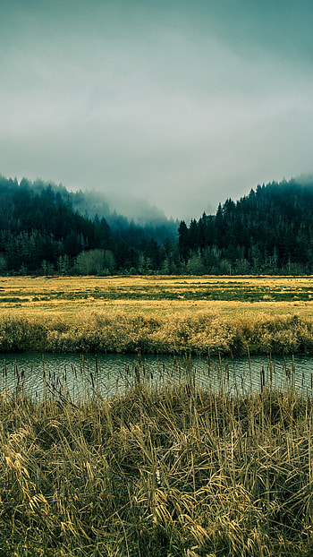 Oregon sky river fog, Forest pines nature HD phone wallpaper