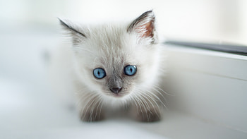 Kitten, Birman HD wallpaper