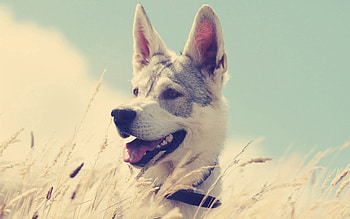 Animals, Grass, Dog, Hunt, Hunting, Run, Running, Enthusiasm HD wallpaper