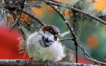Animals, Nature, Bird, Sparrow, Branch, Needles HD wallpaper