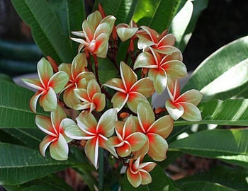 Frangipani, Flowers, Leaves, Plumeria, Tree HD wallpaper