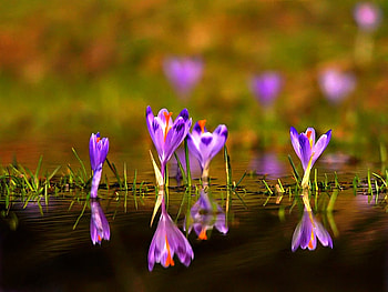 Cool Flowers, cool, flowers HD wallpaper