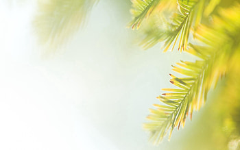 Leaves, Plant, Macro, Shine, Light, Carved, Branch HD wallpaper