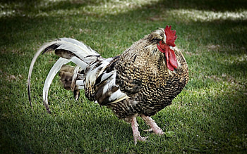 Animals, Grass, Feather, Stroll, Rooster, Cock HD wallpaper