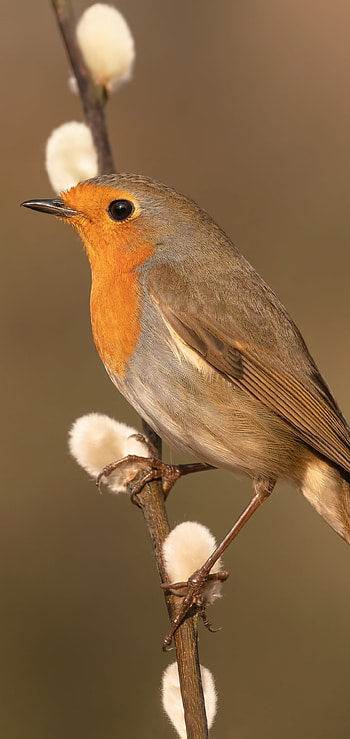 Willow catkins, Robin (Bird) HD phone wallpaper