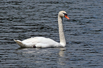 Mute swan, New Zealand birds, Online mute, Swan new HD wallpaper