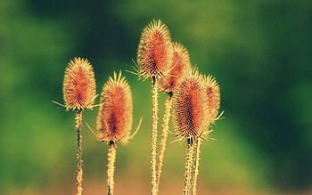 Flower, Plant, Macro, Prickles, Thorns, Stem, Stalk HD wallpaper