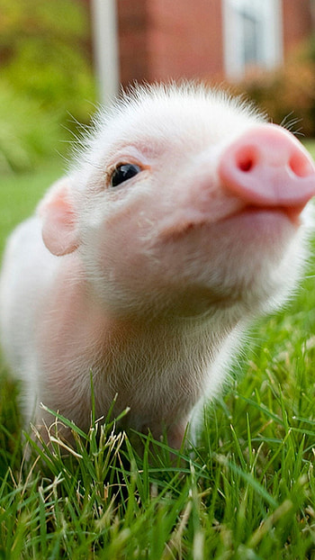 Baby pig, Farm Animals HD phone wallpaper