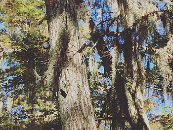 spider on tree, trees, spider, nature, spiders, forest, tree HD wallpaper