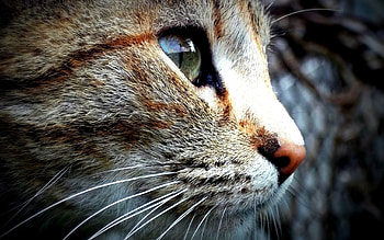 Precious Face, cats, cute, animals, kittens HD wallpaper