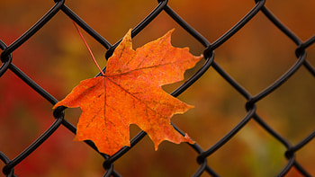 Orange maple leaf, Nature's brilliance, Up-close beauty, Vibrant hue HD wallpaper