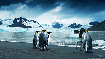 Penguin Fantastic Penguin K Ultra | | Pinterest | HD wallpaper