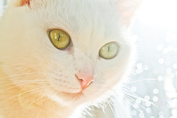 Animals, Glare, Shine, Light, Eyes, Cat Muzzle HD wallpaper