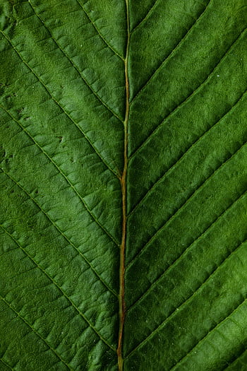 Detailed close-up of a leaf showing vibrant green veins and texture. HD phone wallpaper