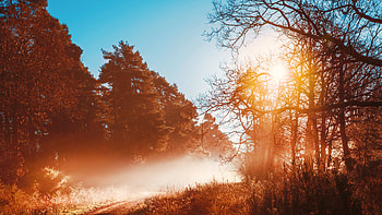 Sunbeams Opening Forest Day Autumn Season , autumn, nature, forest, sunbeam HD wallpaper