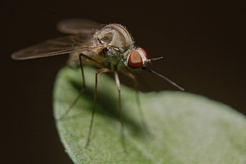Macro, Close-Up, Insect, Paws, Mosquito HD wallpaper