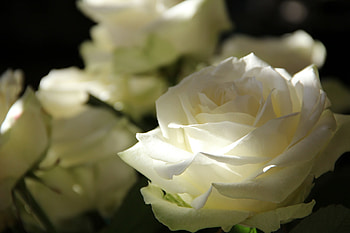 White Roses, Flowers, Roses, Macro, Petals HD wallpaper
