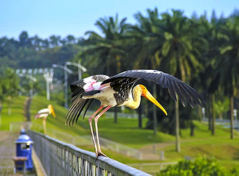 Big Bird, beautiful, big, bird HD wallpaper