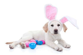 Happy Easter!, dog, egg, white, cute, bunny, puppy, labrador, pinkblue, ears, funny, card, easter, paw, caine HD wallpaper
