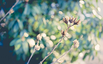 Grass, Plant, Macro, Branch, Dry HD wallpaper