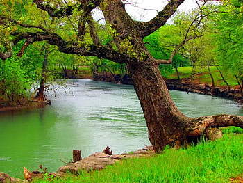 Down By The River Spring, river, grass, leaves, tree HD wallpaper