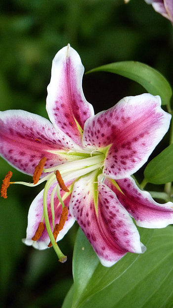 Pink Lily, Adorable, Beautiful, Aesthetic HD phone wallpaper
