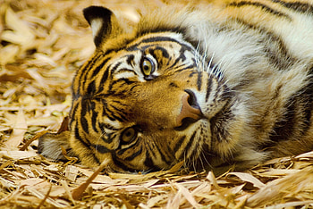 Animals, To Lie Down, Lie, Muzzle, Tiger, Hay HD wallpaper