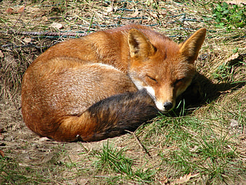 fox, animal, red fox HD wallpaper
