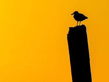 Dark, Silhouette, Bird, Minimalism HD wallpaper