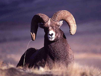 Bighorn-Sheep, cool, bighorn, , sheep HD wallpaper