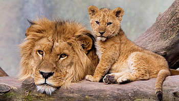 Cub collection, Nature's youngest, Animal families, Tender moments HD wallpaper