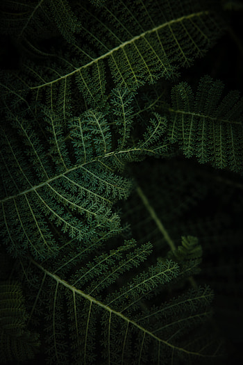 Leaves, Plant, Macro, Fern HD phone wallpaper