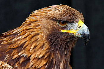 Mighty golden eagle, Birds of prey collection, Wildlife graphy, Magnificent creatures HD wallpaper