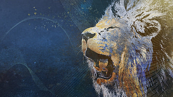 Animals, Background, Lions HD wallpaper