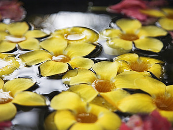 Yellow AllamandaFlower Bath, hawaii, yellow, nature, flowers, allamanda HD wallpaper