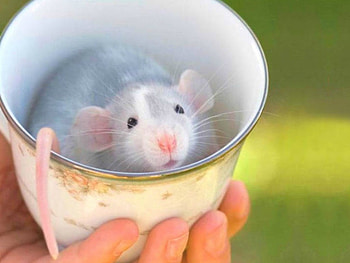 LITTLE RAT, LITTLE, RAT, CUTE, CUP HD wallpaper