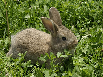 *** Rabbit on the meadow ***, animal, animals, rabbits, meadow, nature, rabbit HD wallpaper