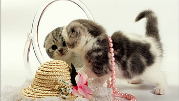pearls, pink, kitty, hat, pwarels HD wallpaper