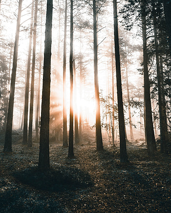 Nature, Trees, Dawn, Forest, Sunlight HD phone wallpaper