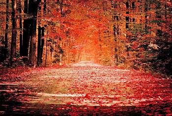 Red autumn path, path, fall, landscape, beautiful, background, leaves, light, red, trees, autumn, nature, amazing, forest HD wallpaper