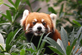 Crimson Curiosity: Red Panda, red panda HD wallpaper