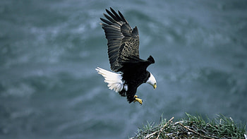 Bald Eagle, Striking backgrounds, Nature's might, Aerial prowess HD wallpaper