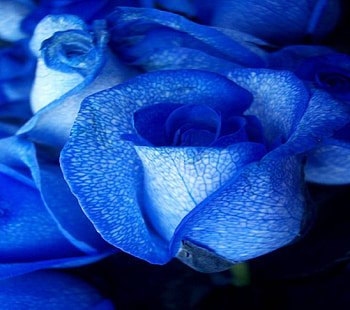 Roses Of Blue, flowers, blue roses HD wallpaper