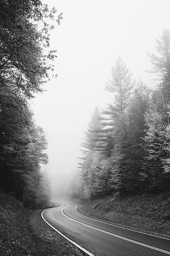 Nature, Trees, Road, Fog, Bw, Chb HD phone wallpaper