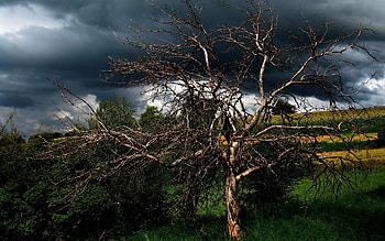 Splendid Tree Field Stormy Sky and stock HD wallpaper