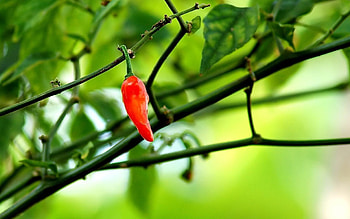 Capsaicin explosion, Chili , Spicy temptation, Zesty ingredient HD wallpaper