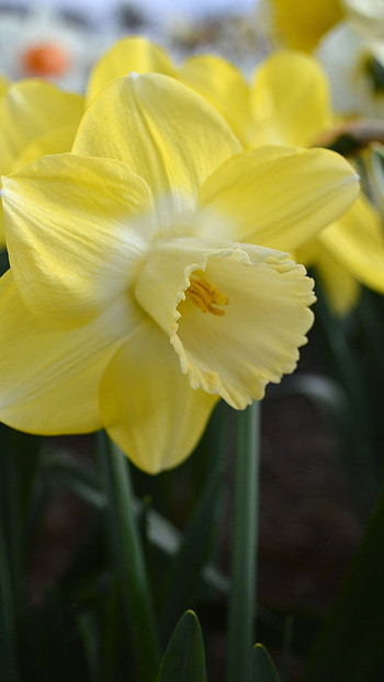 Daffodil, Adorable HD phone wallpaper