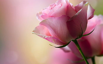 Pink Rose, Macro, Flower, Pink, Petals HD wallpaper