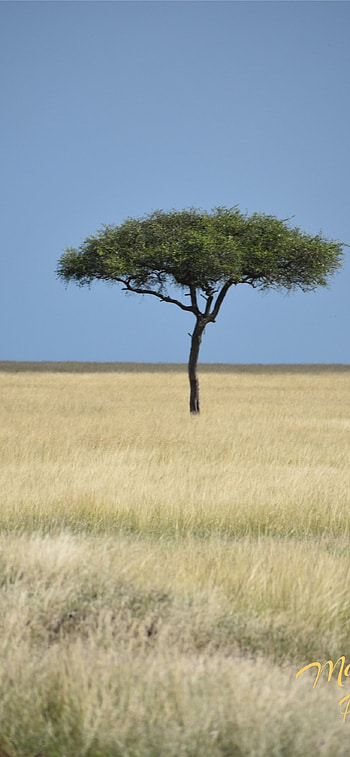 Best Kenya , Stunning landscapes, Exotic wildlife, Safari journeys HD phone wallpaper
